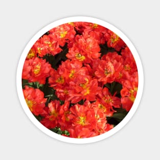 Red Tulips Magnet